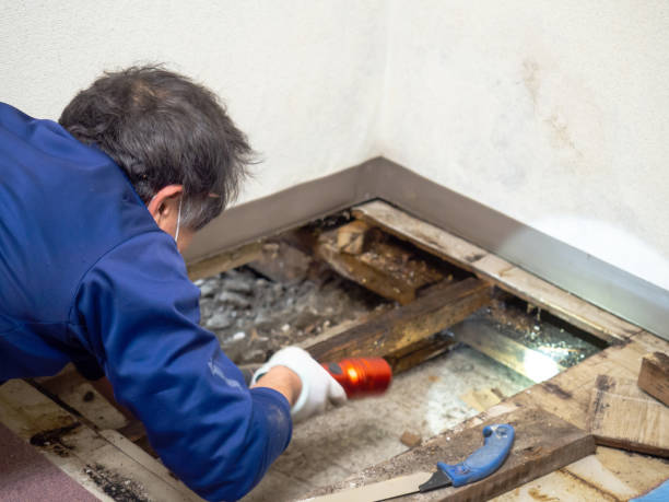 Best Certified Mold Removal  in Bridgeport, CT