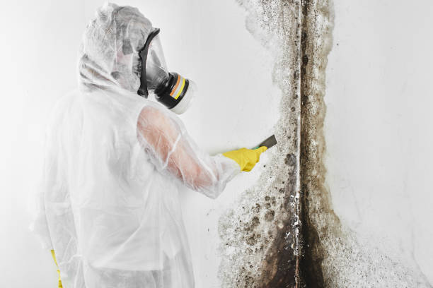 Best Fast Mold Removal  in Bridgeport, CT
