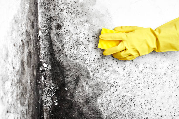 Best Attic Mold Removal  in Bridgeport, CT