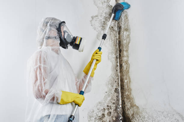 Best Local Mold Removal Service  in Bridgeport, CT