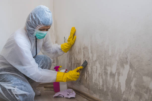 Best Mold Testing  in Bridgeport, CT