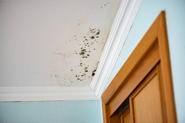Best Professional Mold Removal  in Bridgeport, CT