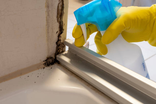 Best Crawl Space Mold Removal  in Bridgeport, CT