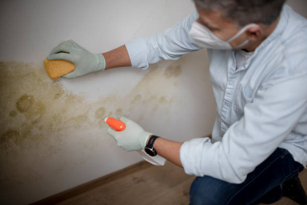 Best Toxic Mold Removal  in Bridgeport, CT
