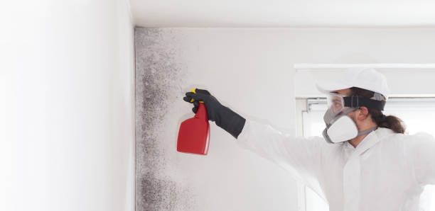 Best Mold Removal Near Me  in Bridgeport, CT