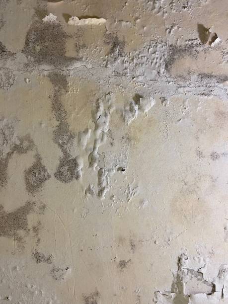 Crawl Space Mold Removal in Bridgeport, CT