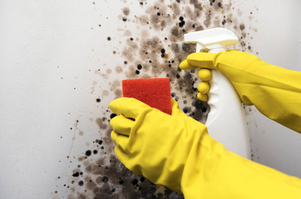 Best Mold Removal Company Near Me  in Bridgeport, CT