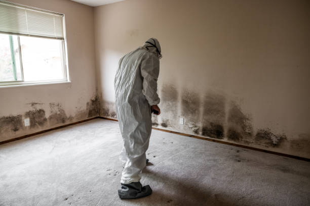 Bridgeport, CT Mold Removal Company