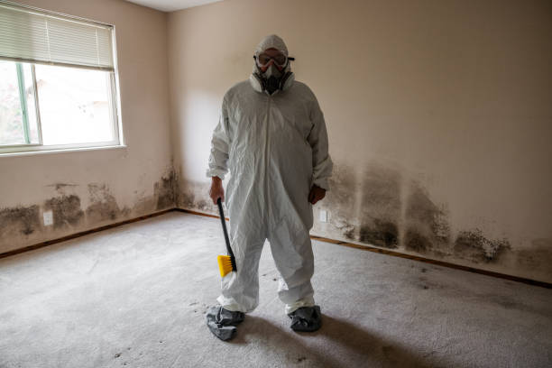 Best Residential Mold Removal  in Bridgeport, CT