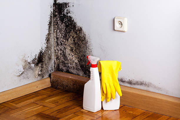 Best Affordable Mold Removal  in Bridgeport, CT