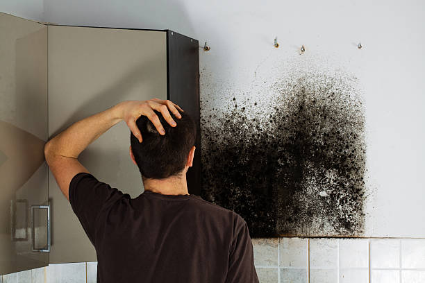 Best Black Mold Removal  in Bridgeport, CT