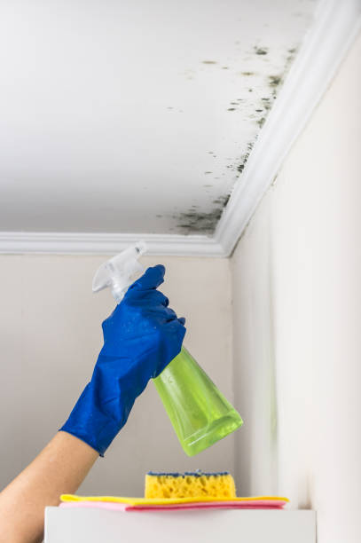 Best Mold Removal Specialists  in Bridgeport, CT