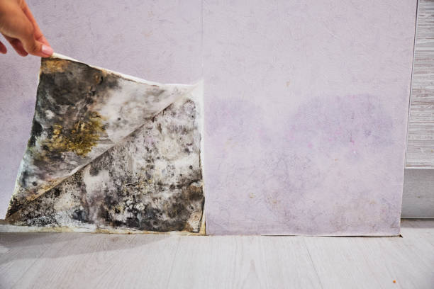 Best Best Mold Removal Companies  in Bridgeport, CT